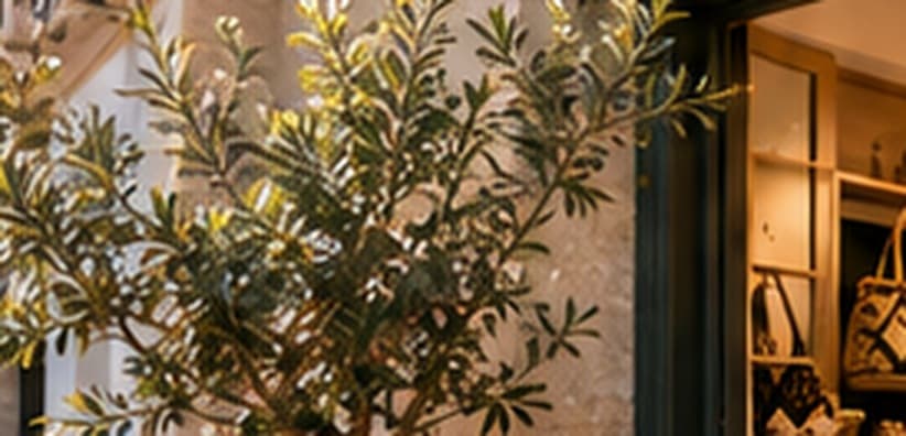 Detalle de un portal con olivo, en Dénia.